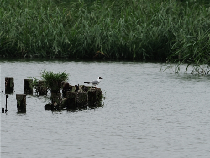 J,Black-headed Gull